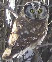 Photo of boreal owl