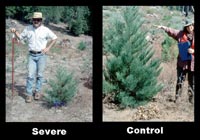 Conifer trees shown - tree planted in area of heavy soil compaction grew to be much smaller than the tree planted in control group.