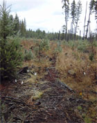 Leaving logs at the Priest River LSTP site