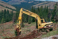 Measuring tree biomass