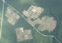 Aerial photo of an experimental forest in North Carolina