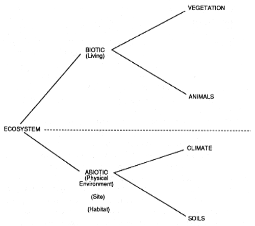 Diagram that shows branching of different ecosystems.