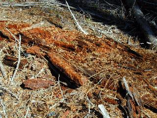 Decomposition of coarse woody debris.