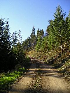 Mixed conifer, white pine, Douglas-fir, and ponderosa pine.