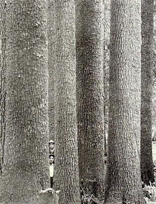 Mature western white pine.