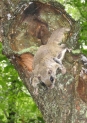 Photo of Northern flying squirrel by Kate Schick