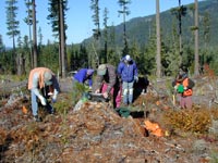 Forest service crew taking measurements and collecting samples