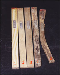 five wooden stakes labeled 1 to 5 from left to right; they look more decomposed (darker in color, shriveled and bent) as you go from left to right