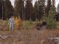 conifer trees shown - trees on right are twice as tall as trees on left