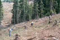 Forest floor removal by hand with rakes at Council Ranger District LTSP site
