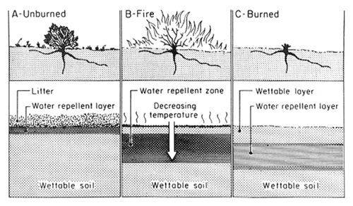Diagram showing soil and vegetation before a fire, during a fire and after a fire.
