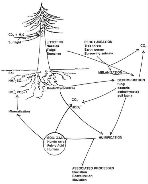 Drawing of a tree with many organic processes diagramed.