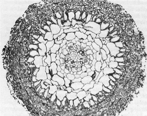 Photo of transverse section through an ectomycorrhiza of red alder; more open, white spaces in the center with denser, black around the outer part of the section
