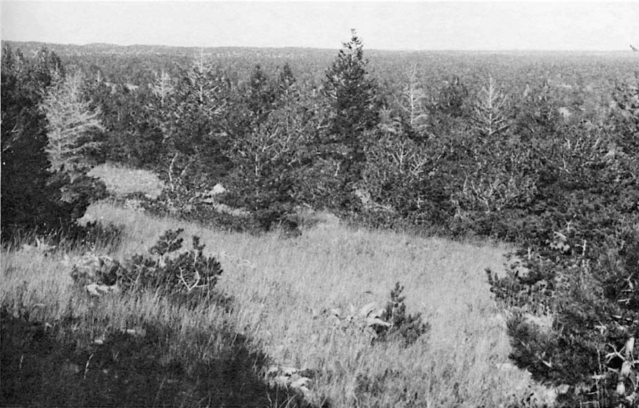 Image of semi-flat landscape forested with limber pine and stunted Douglas-fir